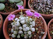 Conophytum pink